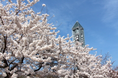 東山動物園の桜