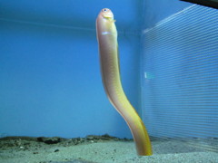 名古屋港水族館