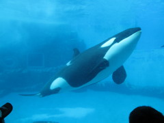名古屋港水族館