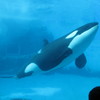 名古屋港水族館