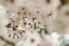夙川の桜