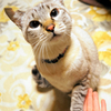 ご飯のためなら