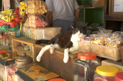駄菓子屋さんのねこ