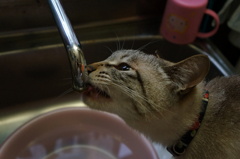 ここからの水は格別