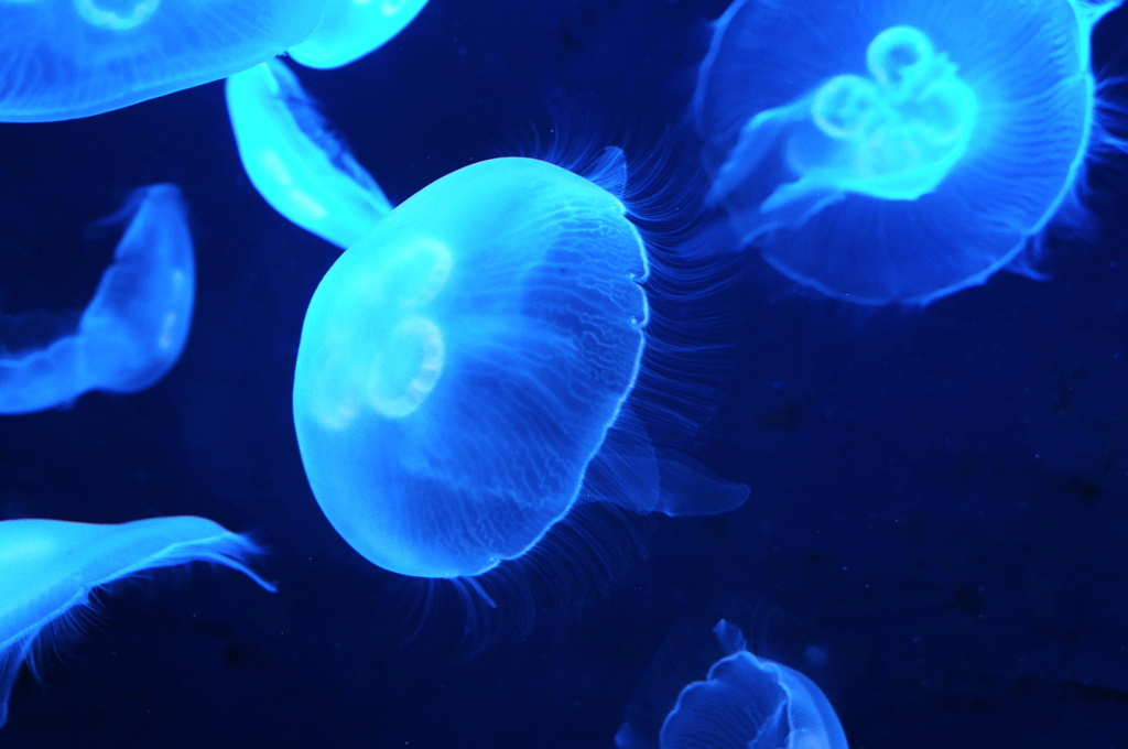 海月