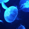 海月