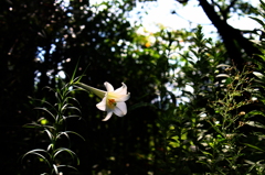 百合