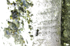 ant