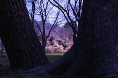 夜桜