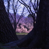 夜桜