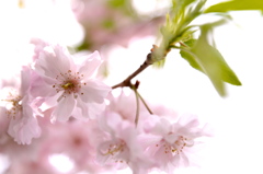 桜〜