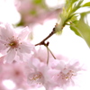 桜〜