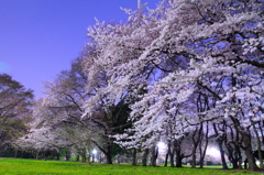 夜桜