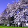 夜桜