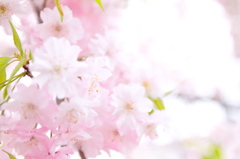 桜〜