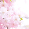 桜〜