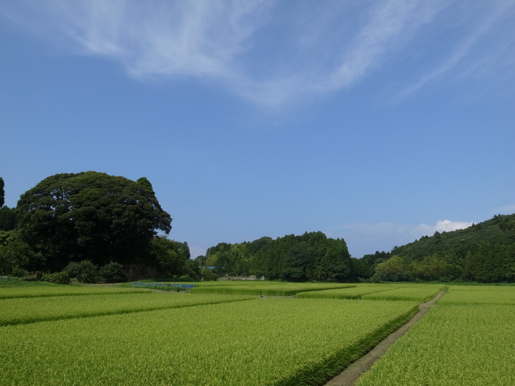 青と緑