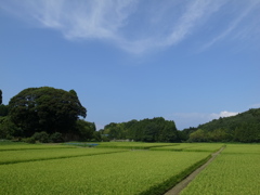 青と緑