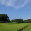 青と緑