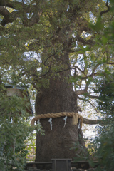 新熊野神社　影向の大楠