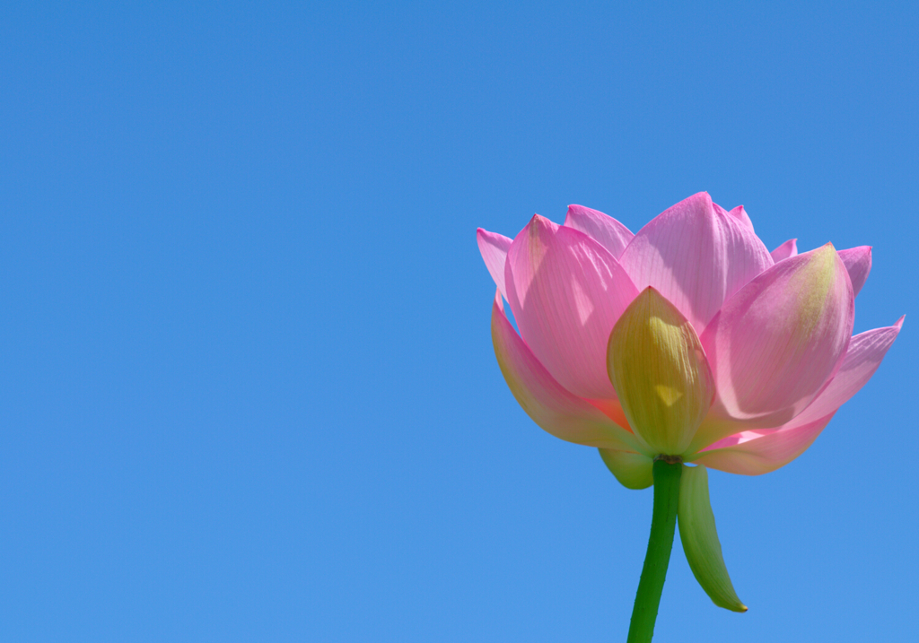 Lotus 10