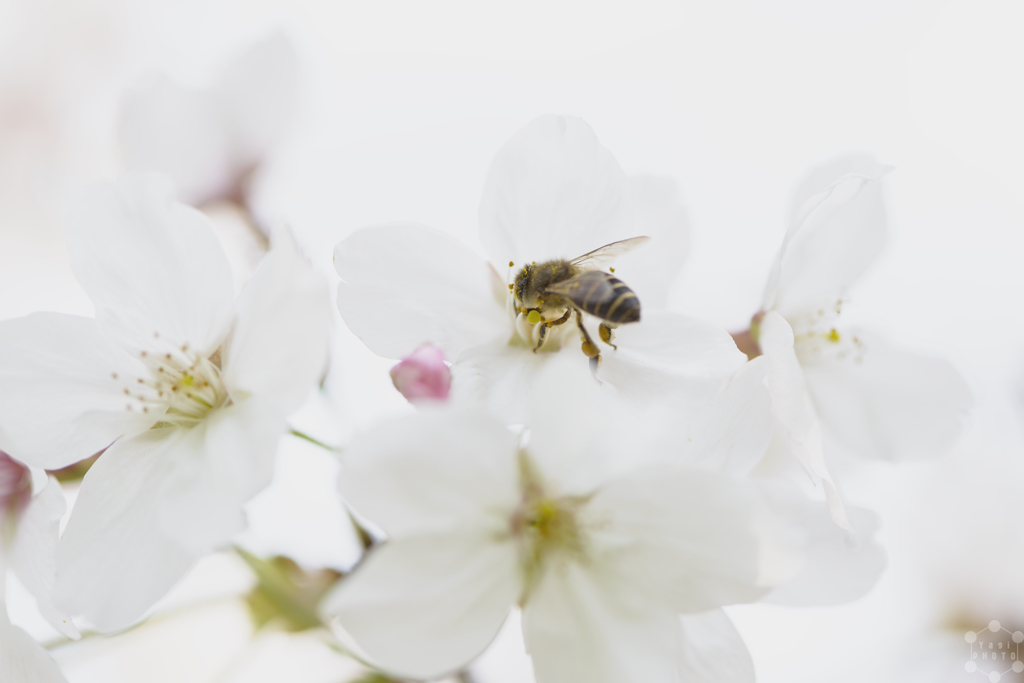 Working in SAKURA Paradise