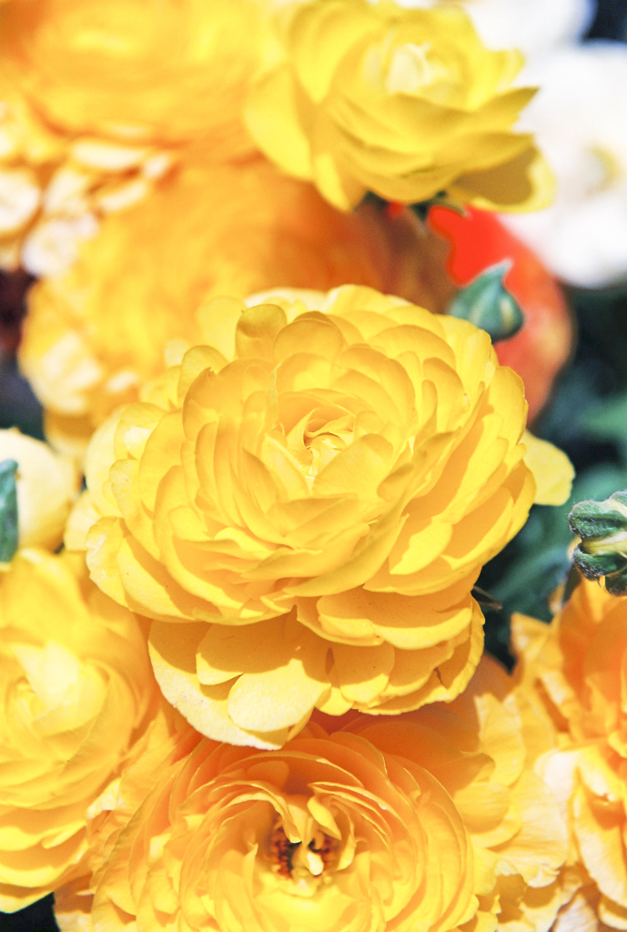 Shiny Yellow