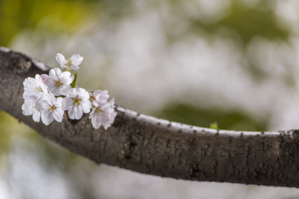 SAKURA with spring light
