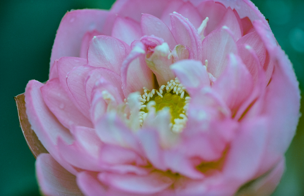 Lotus under the rain