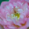 Lotus under the rain