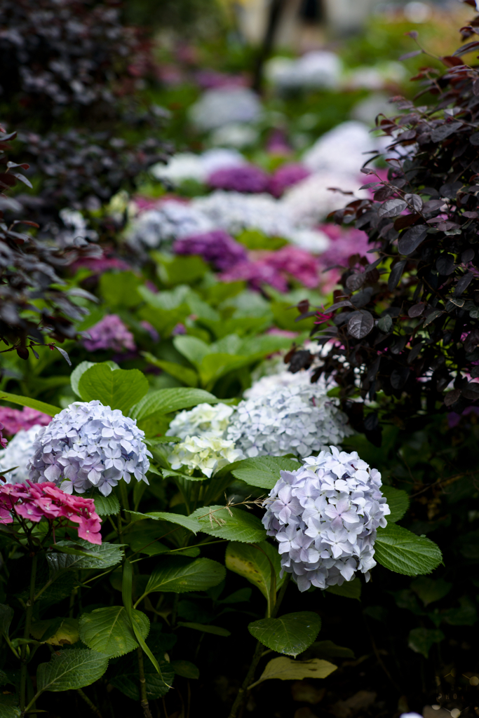 The alley of hydrangeas