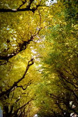 From inside of autumn tunnel