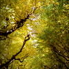 From inside of autumn tunnel