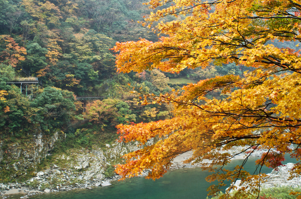 One Yellow Autumn