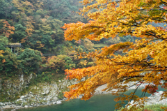 One Yellow Autumn