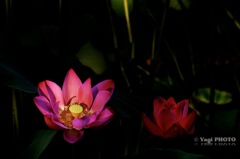 早上荷花