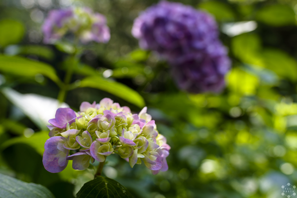 Hydrangeas in sunny day