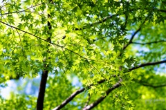 新緑、光受けて
