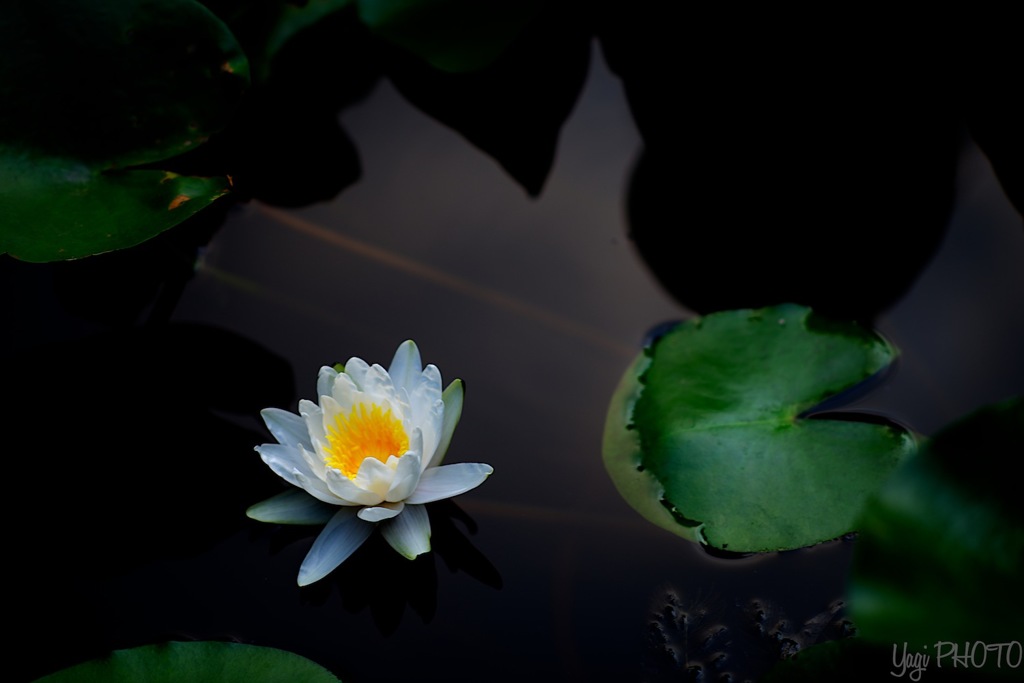 One water lily and its leaves