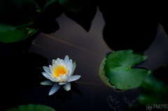 One water lily and its leaves