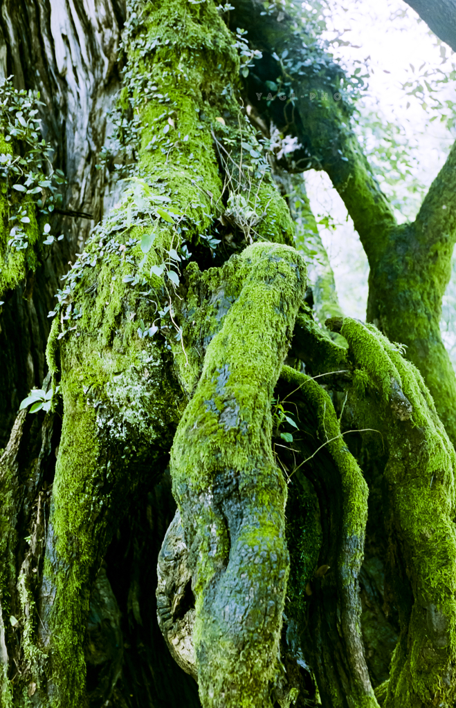 Saw old roots in Lishui