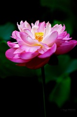 Pure Heart
