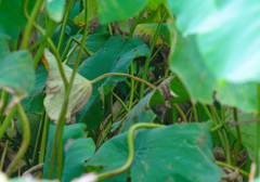 Lotus jungle