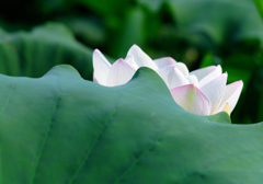 Lotus 8