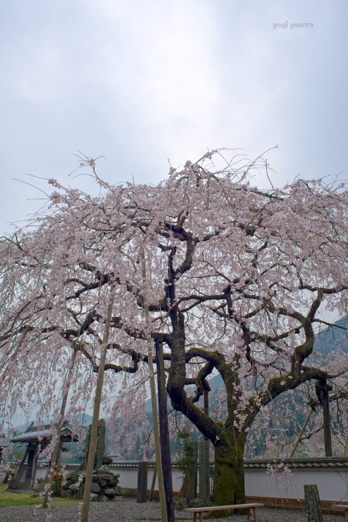 SAKURA 4