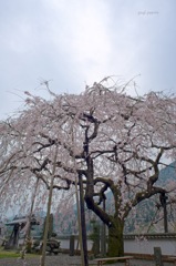 SAKURA 4
