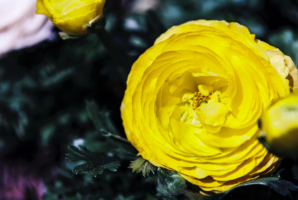 Yellow flower with sunshine