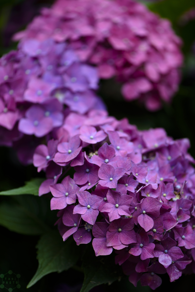 Hydrangeas in Shanghai