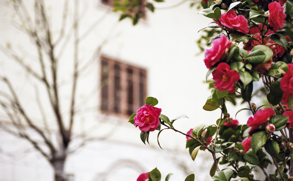 Camellia japonica