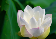 Lotus 9